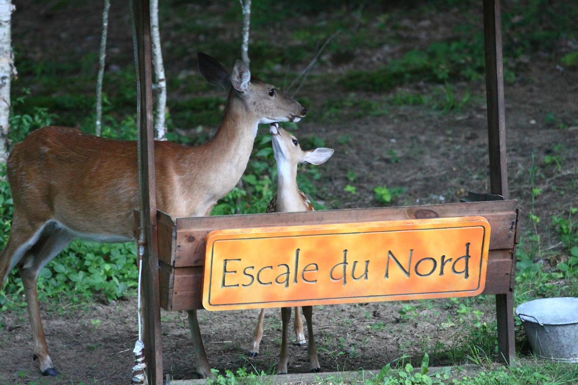 Escale Du Nord Bed & Breakfast Mont-Tremblant Ngoại thất bức ảnh